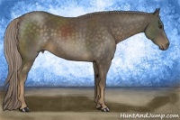 Horse Color:Chocolate Palomino 