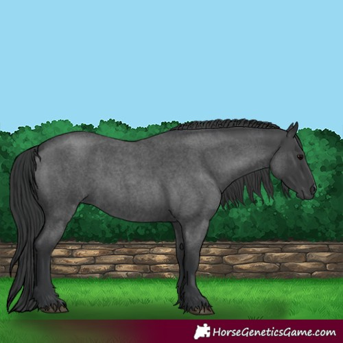 Horse Color:Blue Roan 
