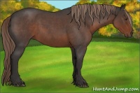 Horse Color:Liver Red Roan 