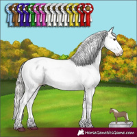 Horse Color:White Spotted Liver Red Dun Mushroom Appaloosa 
