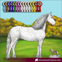 Horse Color:White Spotted Liver Red Dun Mushroom Appaloosa 