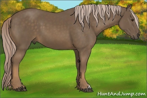 Horse Color:Chocolate Palomino 