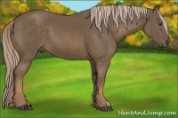 Horse Color:Chocolate Palomino 