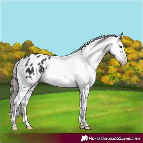 Horse Color:Black Appaloosa 