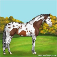 Horse Color:Bay Splash Tobiano Appaloosa 
