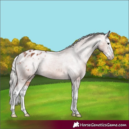 Horse Color:Silver Brown Splash Appaloosa 