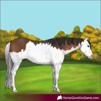 Horse Color:Bay Splash 