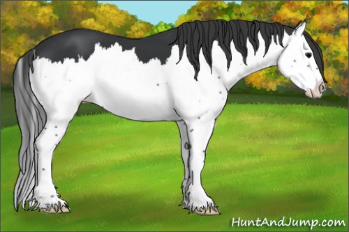 Horse Color:Black Splash 