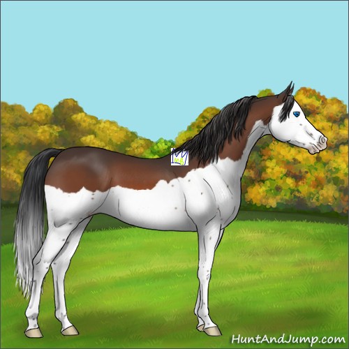 Horse Color:Bay Splash 