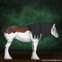 Horse Color:Bay Splash 