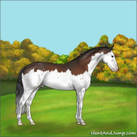 Horse Color:Bay Splash 