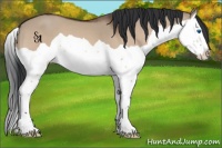Horse Color:Bay Dun Splash 