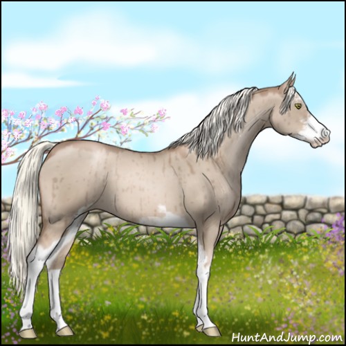 Horse Color:Liver Red Dun Pearl Sabino