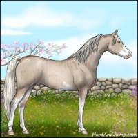 Horse Color:Liver Red Dun Pearl Sabino 