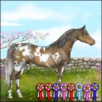Horse Color:White Spotted Chocolate Palomino 