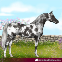 Horse Color:White Spotted Liver Chestnut Mushroom 