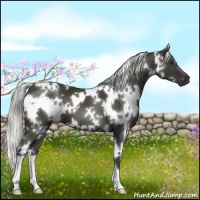 Horse Color:White Spotted Liver Chestnut
