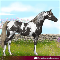 Horse Color:White Spotted Liver Chestnut
