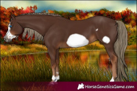 Horse Color:Gray Chestnut Frame 