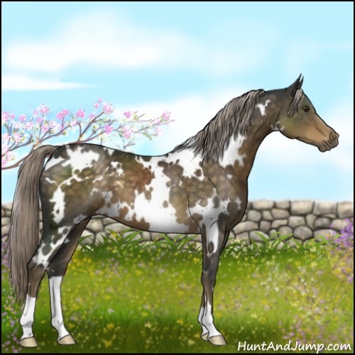 Horse Color:White Spotted Chocolate Palomino