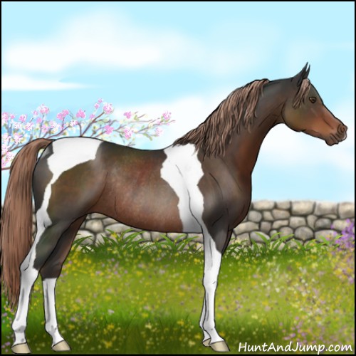 Horse Color:Liver Chestnut Sabino Tobiano Rabicano
