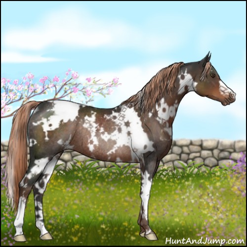 Horse Color:White Spotted Liver Chestnut Rabicano