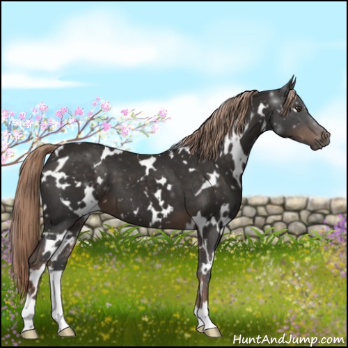 Horse Color:White Spotted Liver Chestnut 