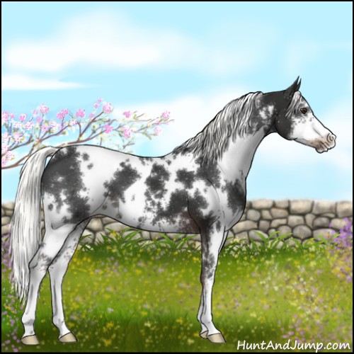Horse Color:White Spotted Liver Chestnut Sabino 