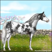 Horse Color:White Spotted Liver Chestnut Sabino 