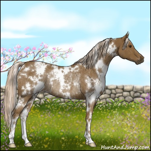 Horse Color:White Spotted Chocolate Palomino Rabicano 