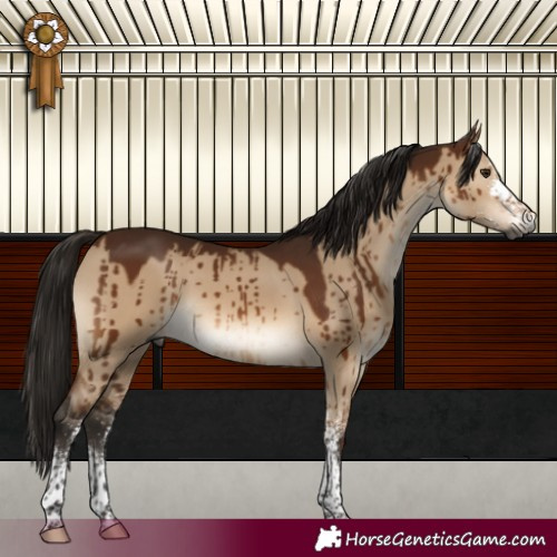 Horse Color:Gray White Spotted Bay Dun Mushroom Brindle