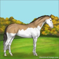 Horse Color:Buckskin Dun Splash
