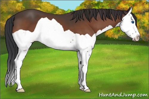 Horse Color:Bay Splash 