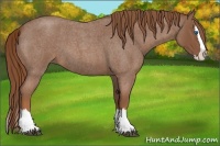 Horse Color:Red Roan Splash 