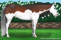 Horse Color:Bay Splash 