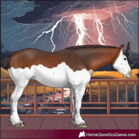 Horse Color:Bay Splash 
