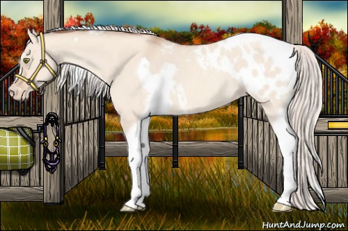 Horse Color:Silver Amber Champagne Roan Dun Splash Tobiano Frame Appaloosa Rabicano 
