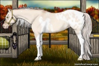 Horse Color:Silver Amber Champagne Roan Dun Splash Tobiano Frame Appaloosa Rabicano 