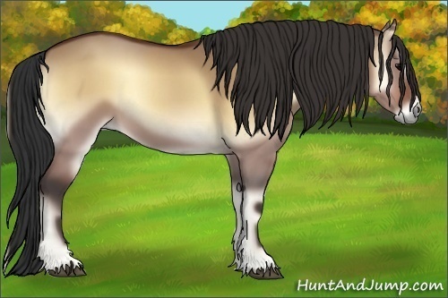 Horse Color:Bay Onyx 