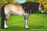 Horse Color:Bay Onyx 