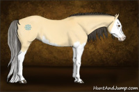 Horse Color:Buckskin Dun Splash 
