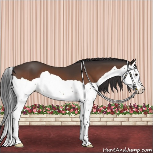 Horse Color:Bay Splash