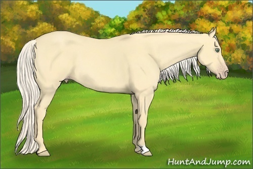 Horse Color:Gold Cream Champagne Dun 