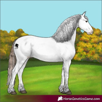 Horse Color:Red Dun Blanket 