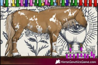 Horse Color:White Spotted Chocolate Palomino Dun Mushroom 