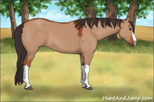 Horse Color:Bay Dun 