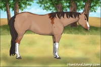 Horse Color:Bay Dun 