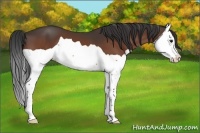 Horse Color:Bay Splash 