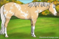 Horse Color:White Spotted Silver Amber Cream Champagne Splash 