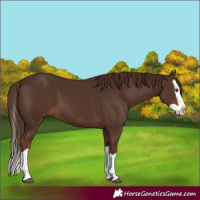 Horse Color:Liver Chestnut Splash 